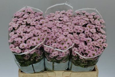 Sant Rossi Pink