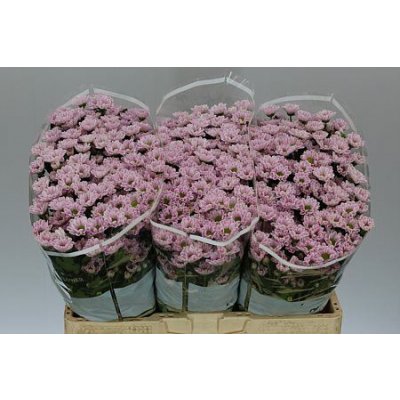 Sant Rossi Pink