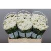 Sant Rossi White