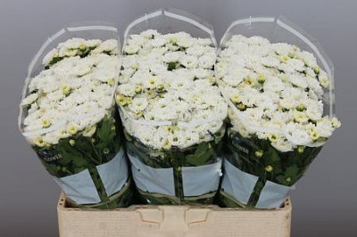 Sant Rossi White