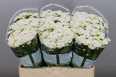 Sant Rossi White