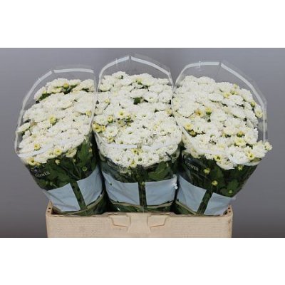 Sant Rossi White