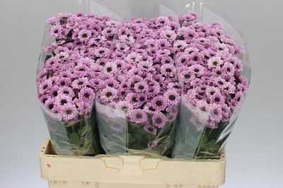 Sant Yin Yang Pink