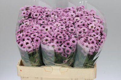 Sant Yin Yang Pink