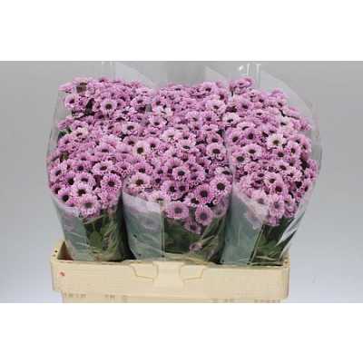 Sant Yin Yang Pink