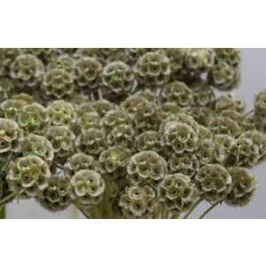 Scab Stellata (bitterbal)