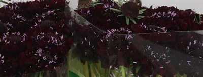 Scabiosa Atr Blackberry Scoop