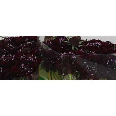 Scabiosa Atr Blackberry Scoop