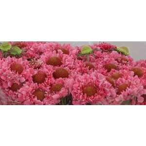 Scabiosa Atr Candy Scoop