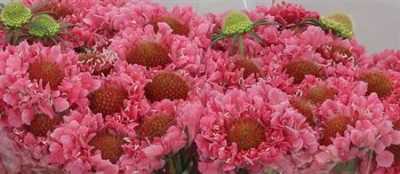 Scabiosa Atr Candy Scoop