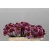Scabiosa Atr F Scoop Bright Pink