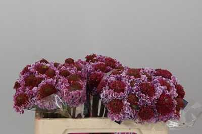 Scabiosa Atr F Scoop Bright Pink