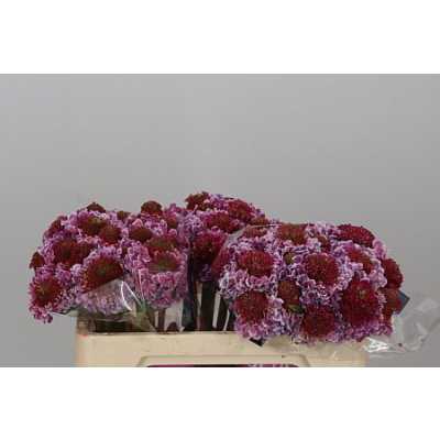 Scabiosa Atr F Scoop Bright Pink