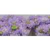 Scabiosa Atr Lavender Scoop