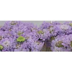 Scabiosa Atr Lavender Scoop