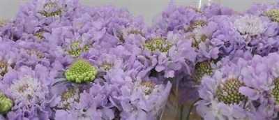 Scabiosa Atr Lavender Scoop