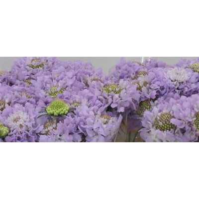 Scabiosa Atr Lavender Scoop