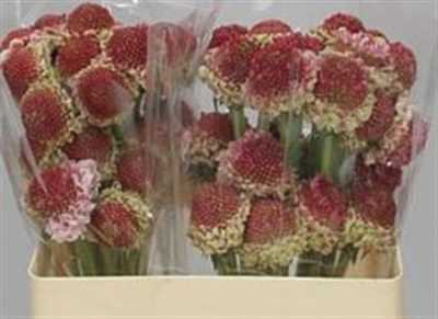 Scabiosa Atr Marshm Scoop
