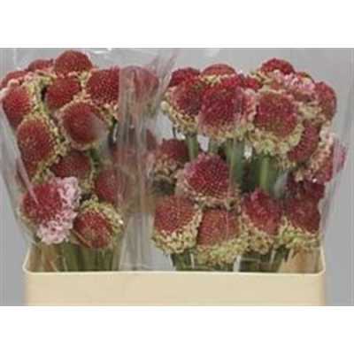 Scabiosa Atr Marshm Scoop