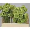 Scabiosa Atr Milky Scoop