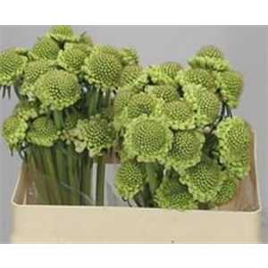 Scabiosa Atr Milky Scoop