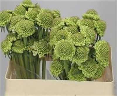 Scabiosa Atr Milky Scoop