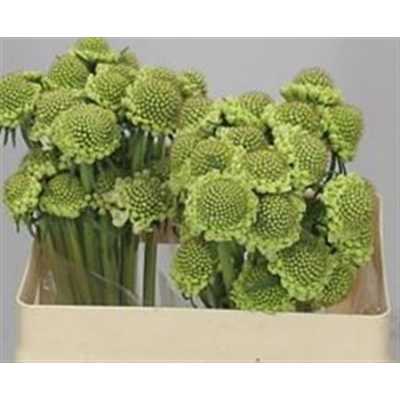 Scabiosa Atr Milky Scoop