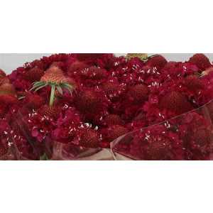 Scabiosa Atr Raspberry Scoop