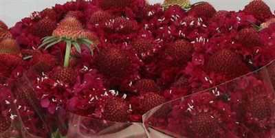 Scabiosa Atr Raspberry Scoop