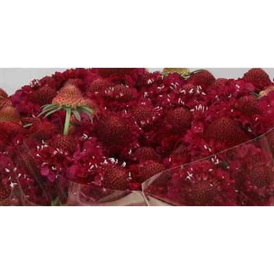 Scabiosa Atr Raspberry Scoop