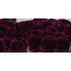 Scabiosa Atr Red Velvet Scoop