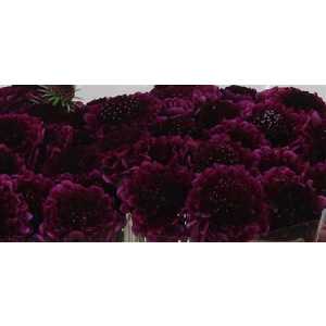 Scabiosa Atr Red Velvet Scoop