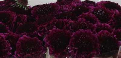 Scabiosa Atr Red Velvet Scoop