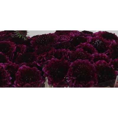 Scabiosa Atr Red Velvet Scoop