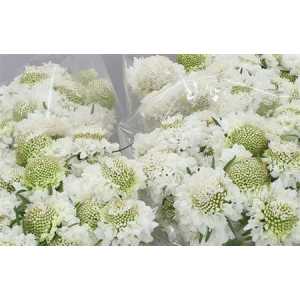Scabiosa Atr Vanilla Scoop
