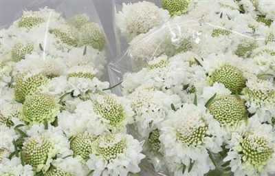 Scabiosa Atr Vanilla Scoop