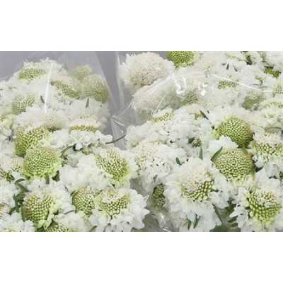 Scabiosa Atr Vanilla Scoop