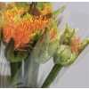 Scadoxus Orange Wonder