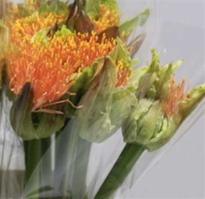 Scadoxus Orange Wonder