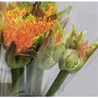 Scadoxus Orange Wonder