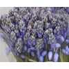 Scilla Blue