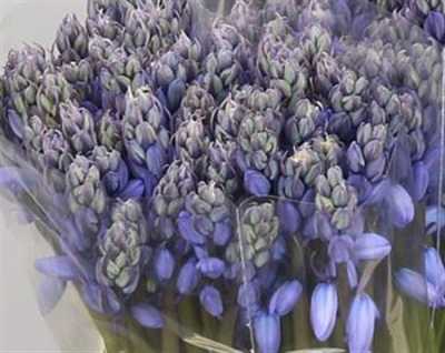 Scilla Blue
