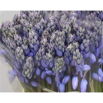 Scilla Blue