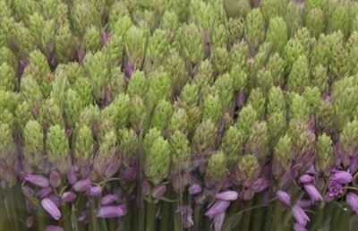 Scilla Pink