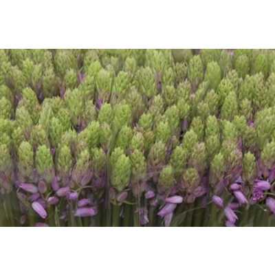 Scilla Pink