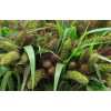 Setaria It Red Jewel