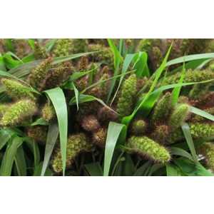 Setaria It Red Jewel