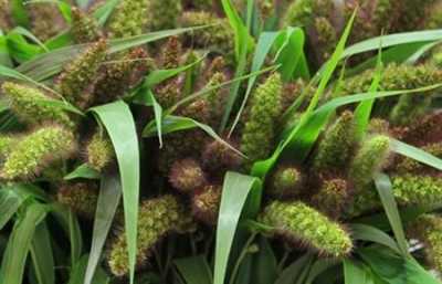 Setaria It Red Jewel