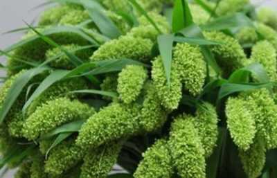 Setaria It Volle Melk