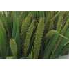 Setaria Lowlander
